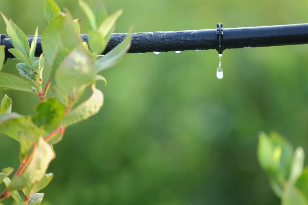 Drip Irrigation Installation